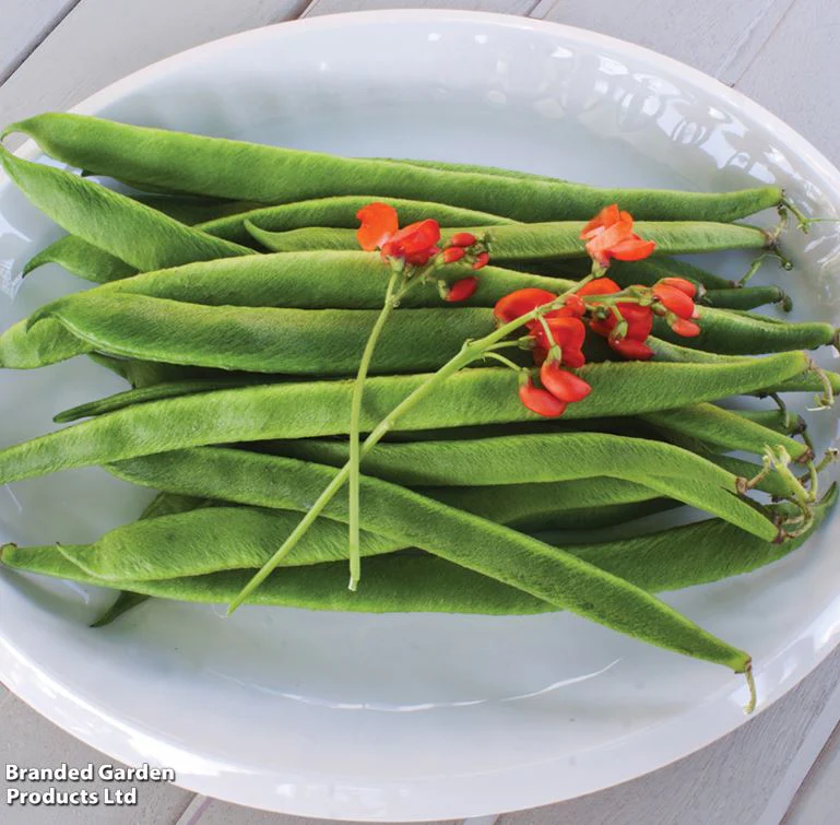 Runner Bean 'Grow A Whopper! (Scarlet Emperor)' - Seeds - Image 5
