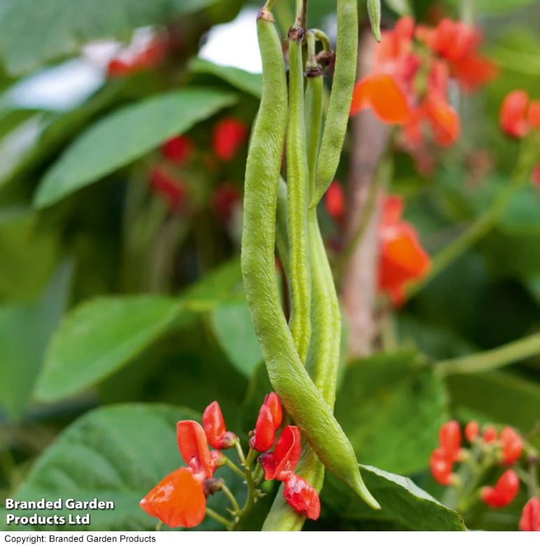 Runner Bean 'Grow A Whopper! (Scarlet Emperor)' - Seeds - Image 7
