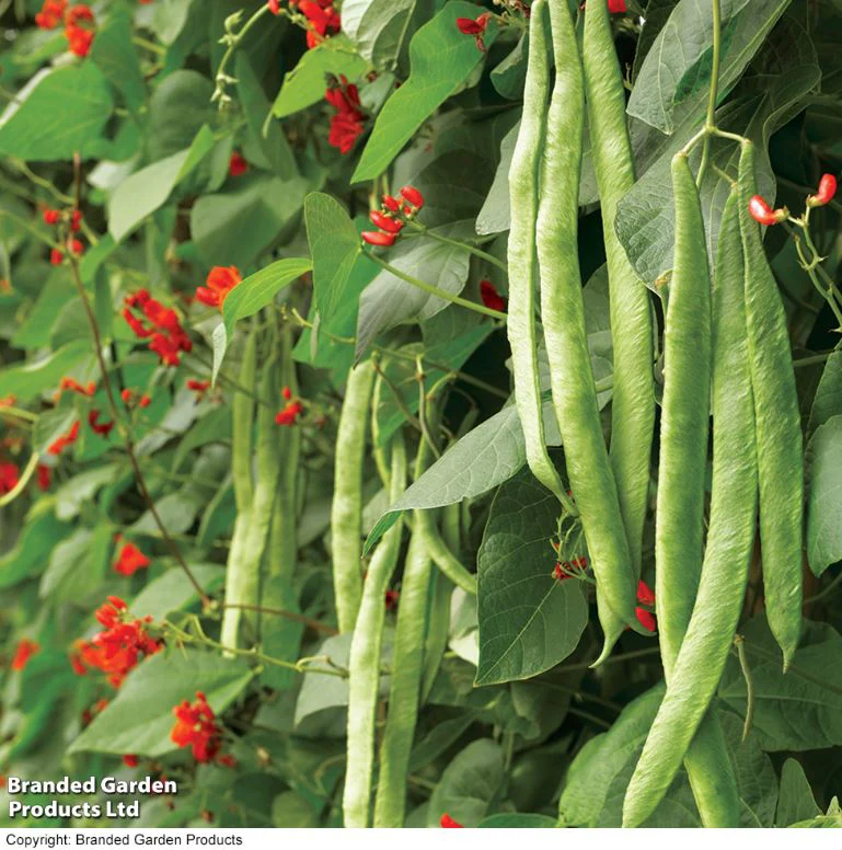 Runner Bean 'Grow A Whopper! (Scarlet Emperor)' - Seeds - Image 9