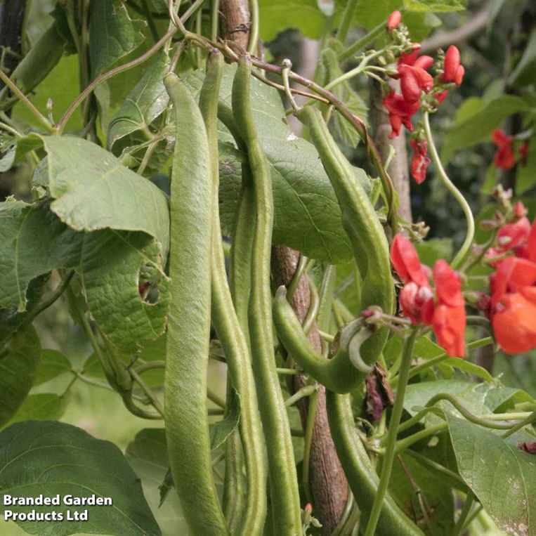 Runner Bean 'Prizewinner' - Seeds - Image 3