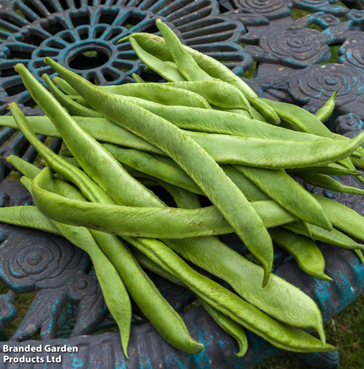 Runner Bean 'Scarlet Emperor' - Seeds - Image 4