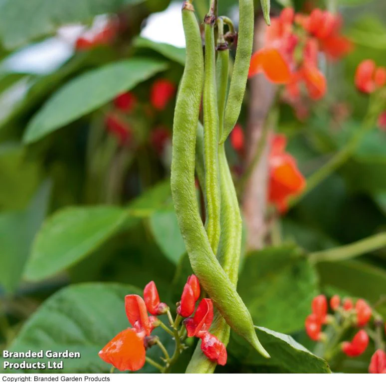 Runner Bean 'Scarlet Emperor' - Seeds - Image 5