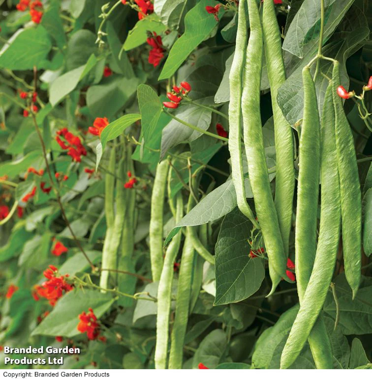 Runner Bean 'Scarlet Emperor' - Seeds - Image 6