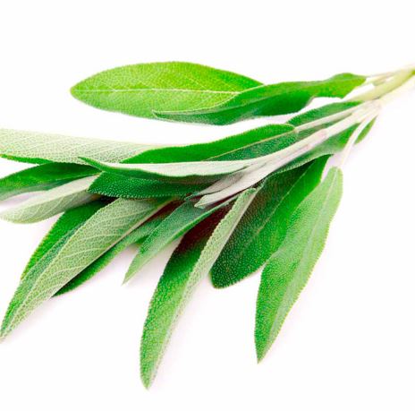 Sage Herb - Seeds - Image 2