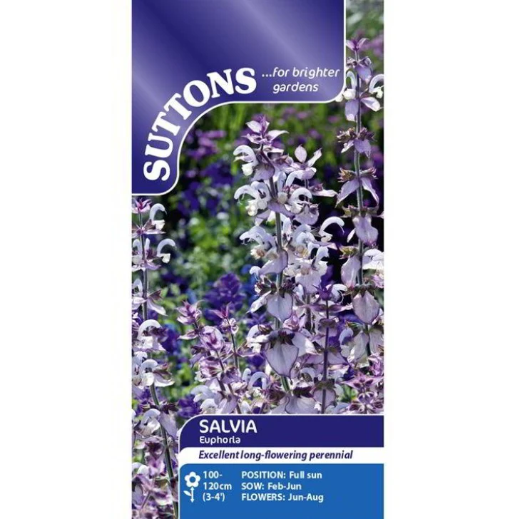 Salvia Euphoria Flower Seeds - Image 2