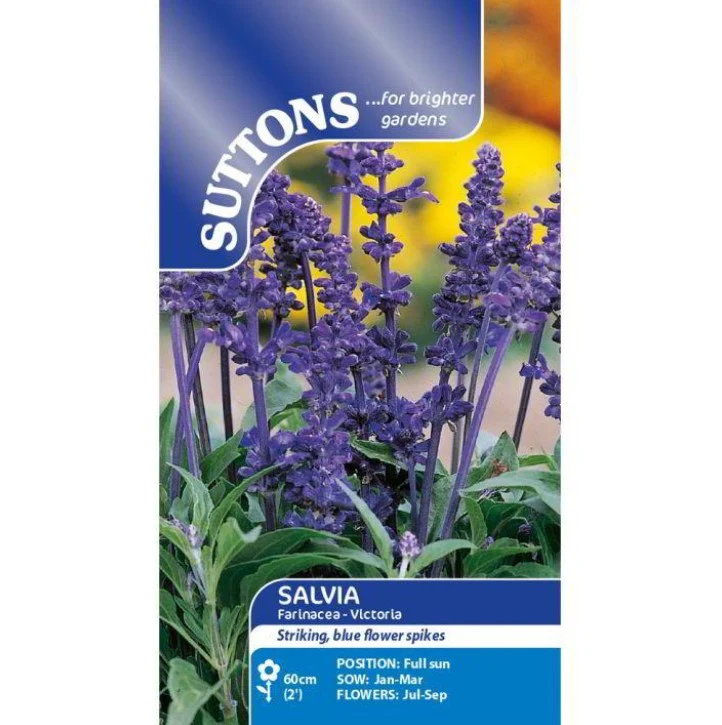 Salvia Farinacea Victoria Blue Flower Seeds - Image 2