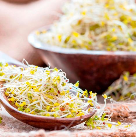 Sprouting 'Broccoli Green-Sprouting' - Seeds