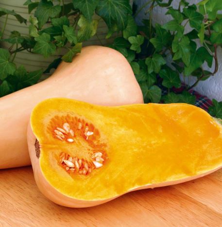 Squash F1 'Hunter' - Seeds