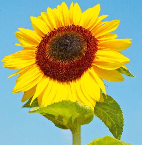 Sunflower 'Bird Table Flower (Titan)' - Seeds - Image 3