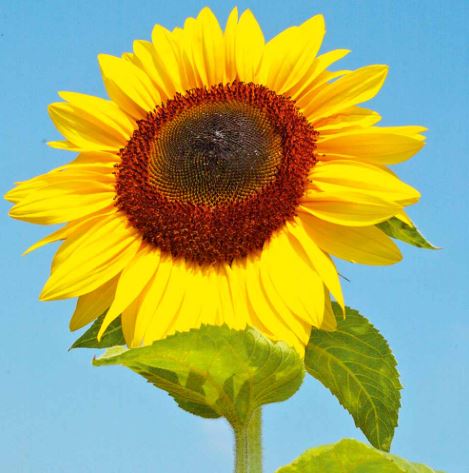 Sunflower 'Titan' - Seeds
