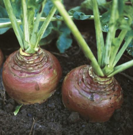 Swede 'Invitation' - Seeds - Image 2