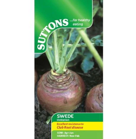 Swede 'Invitation' - Seeds - Image 3