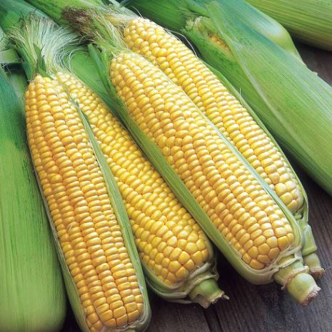 Sweet Corn F1 'Swift' - Seeds