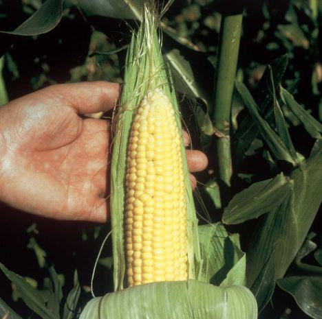 Sweet Corn F1 'Swift' - Seeds - Image 2