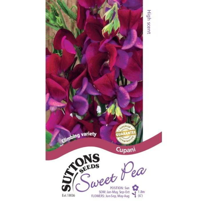 Sweet Pea Cupani Flower Seeds - Image 2