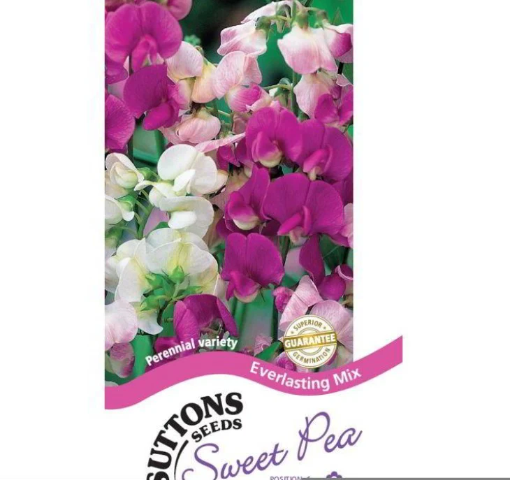 Sweet Pea Everlasting Flower Seeds - Image 2