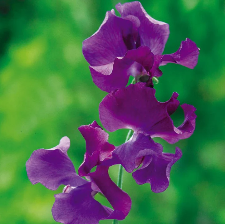 Sweet Pea Fragrant Skies Flower Seeds