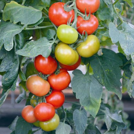 Tomato F1 'Crimson Crush (Indeterminate)' - Seeds