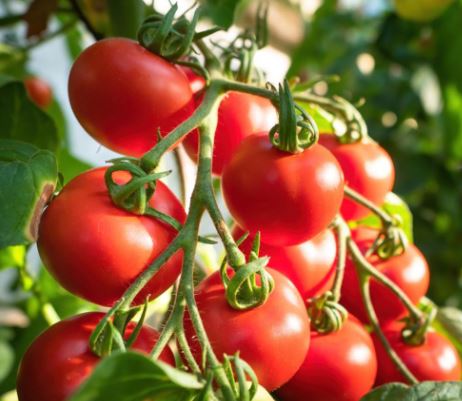 Tomato F1 'Shirley (Indeterminate)' - Seeds - Image 3