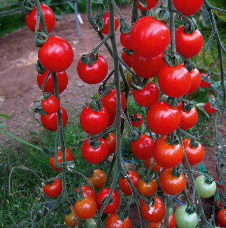 Tomato 'Sweet Aperitif (Indeterminate)' - Seeds