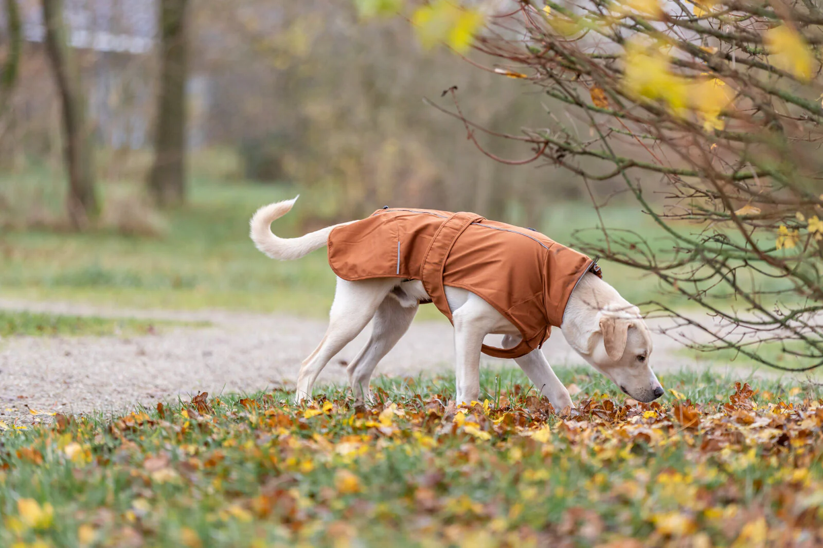 Trixie CityStyle Dublin Raincoat Rust - Image 12
