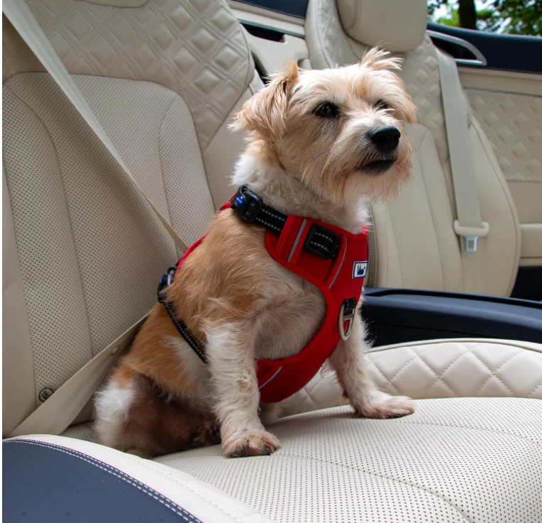 Viva Exercise & Travel Harness Red - Image 3