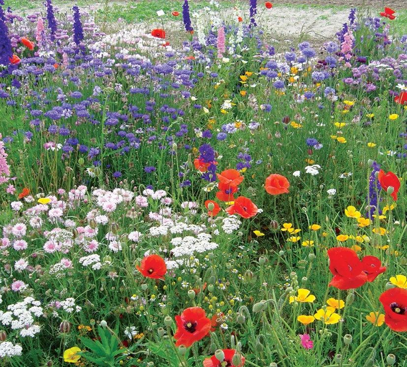 Wild Flowers Garden Annuals & Perennials Flower Seeds