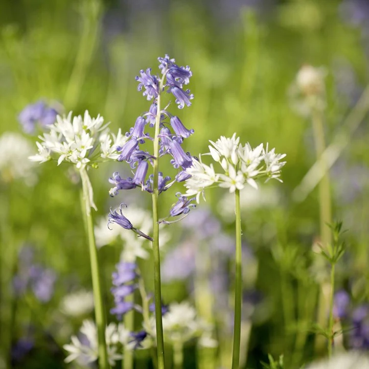 Woodland Garden Mix Flower Seeds - Image 2